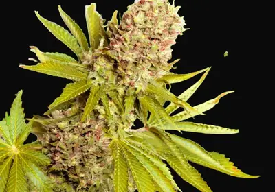 AK-48 Auto