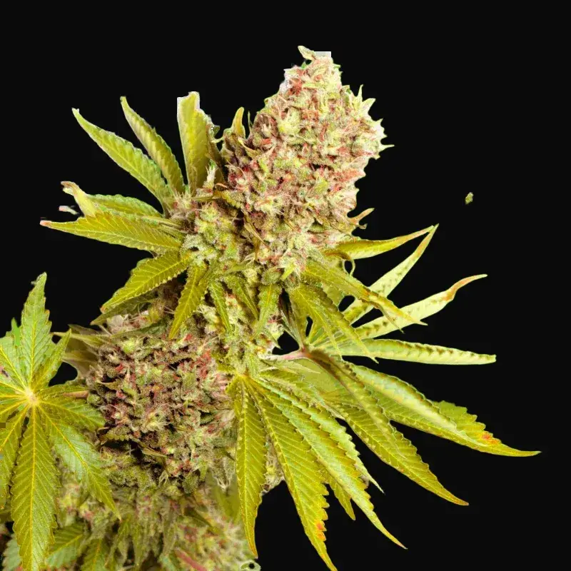 AK-48 Auto