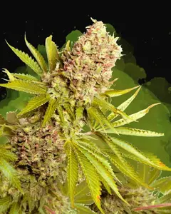 AK-48 Auto