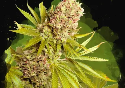 AK-48 Auto