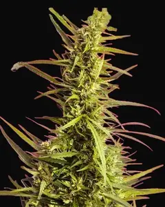 AK 48