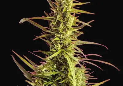AK 48