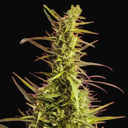 AK 48