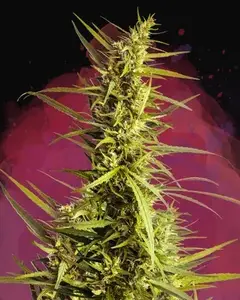 AK 48