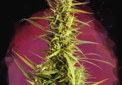 AK 48