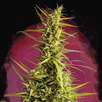 AK 48