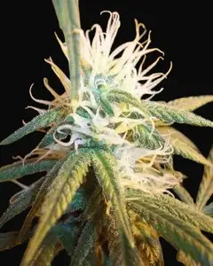 AK-48