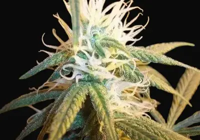 AK-48