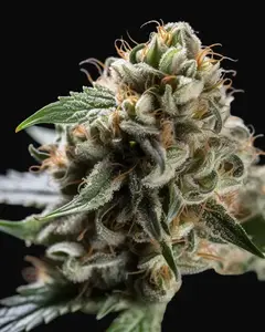 AK-49