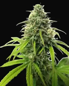 AK Auto