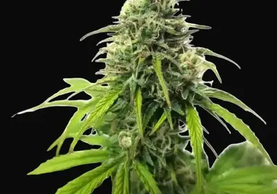 AK Auto