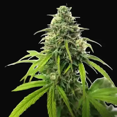 AK Auto