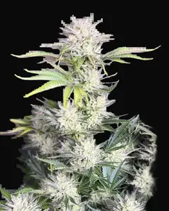 AK Auto