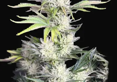 AK Auto
