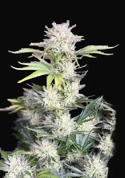 AK Auto