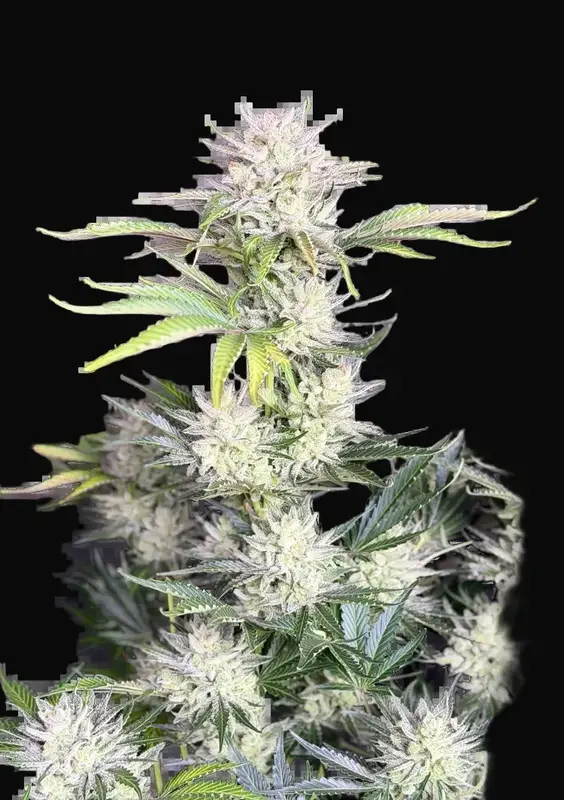 AK Auto