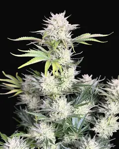AK Auto