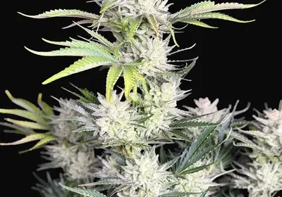 AK Auto