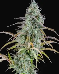 AK Auto
