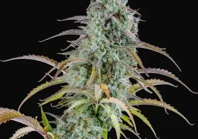 AK Auto