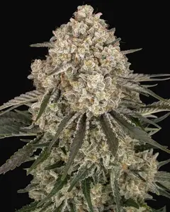 AK