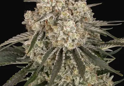 AK