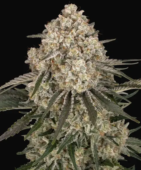 AK