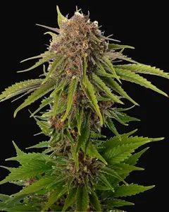 AK Choco Kush