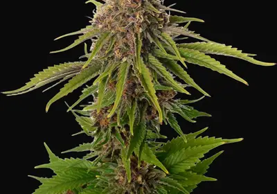 AK Choco Kush
