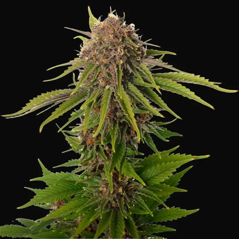 AK Choco Kush