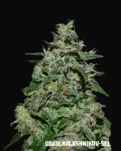 AK Kush Express