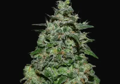AK Kush Express