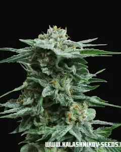 AK Kush