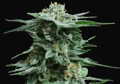 AK Kush
