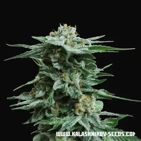 AK Kush