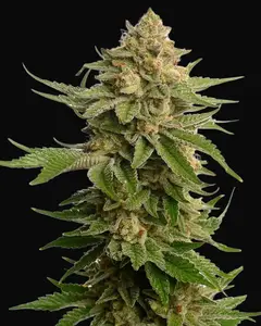 AK-OG Kush