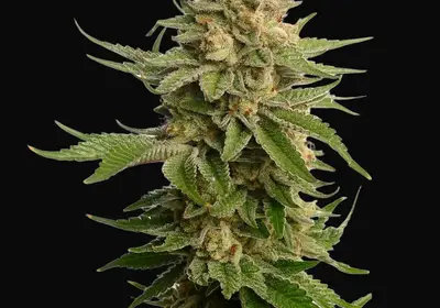 AK-OG Kush