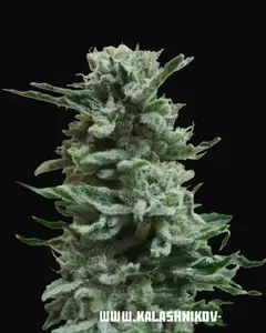 AK Skunk Auto