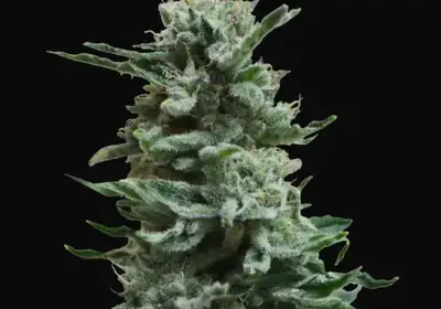 AK Skunk Auto