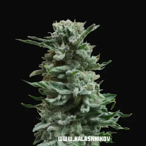 AK Skunk Auto