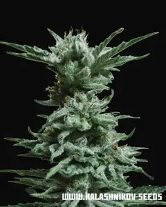 AK Skunk