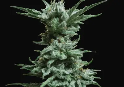 AK Skunk