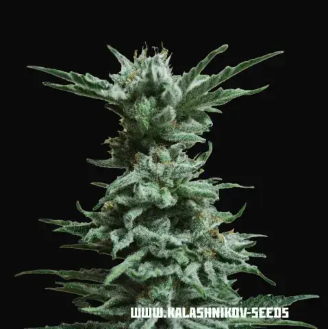 AK Skunk