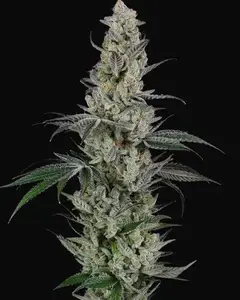 AK