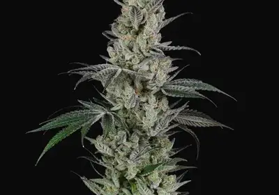 AK