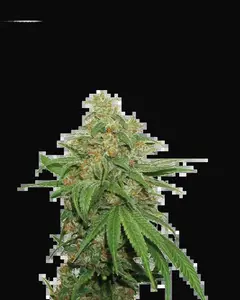 AK420 Auto