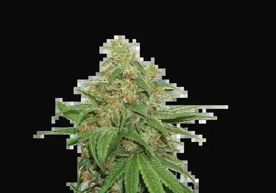 AK420 Auto