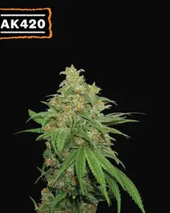 AK420 Auto