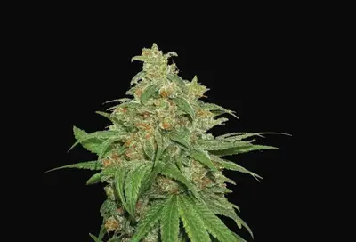 AK420 Auto