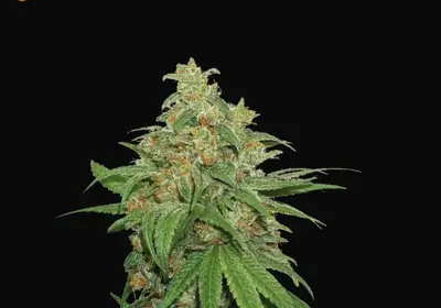 AK420 Auto